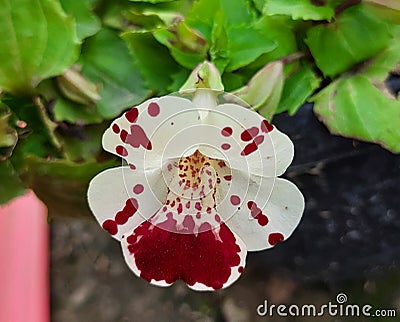 MIMULUS TIGRINUS GRANDIFLORUS Â  Monkey Flower in garden Stock Photo